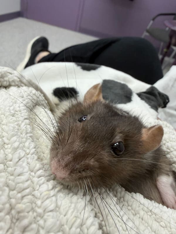 Pepper photo 7