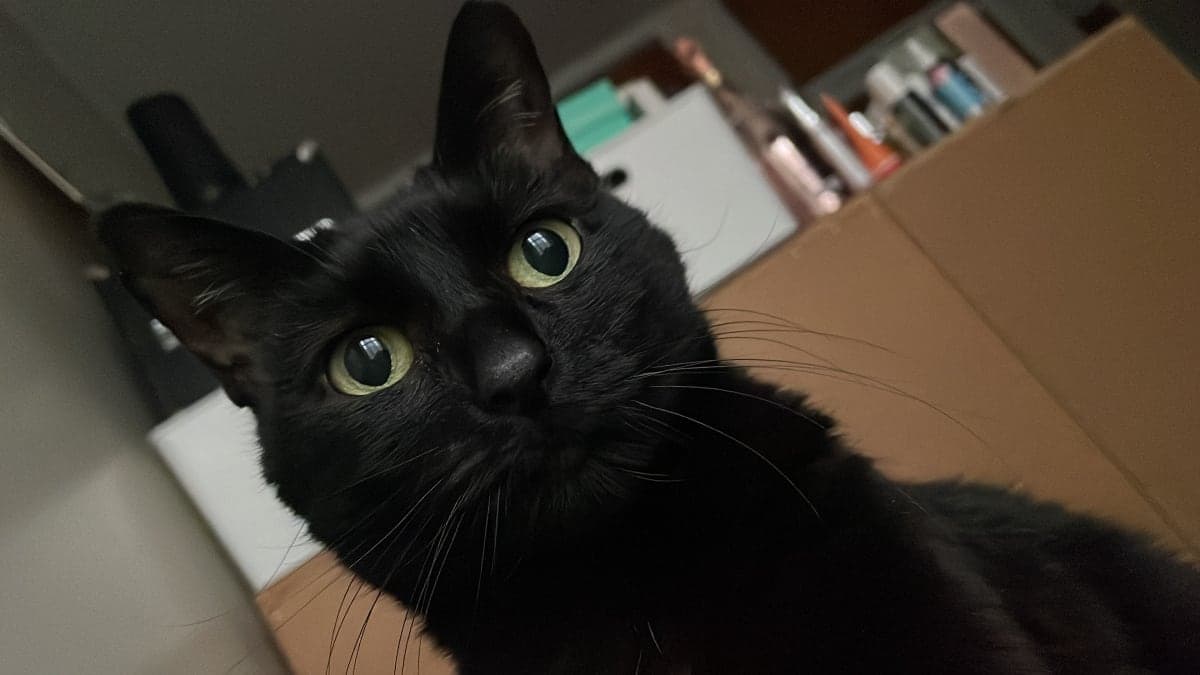 Sasha photo 4