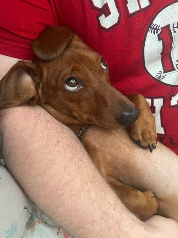 Woody