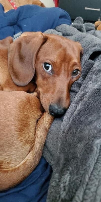 Woody photo 5