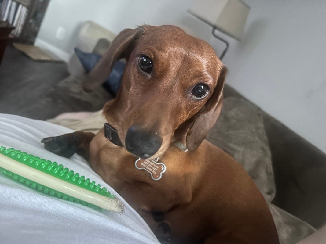 Woody photo 6