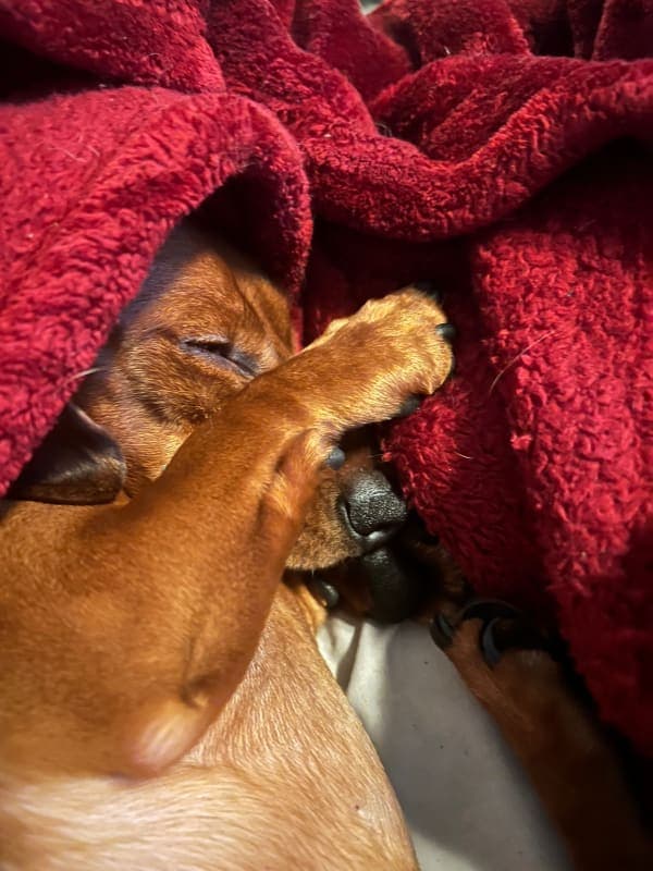 Woody photo 9