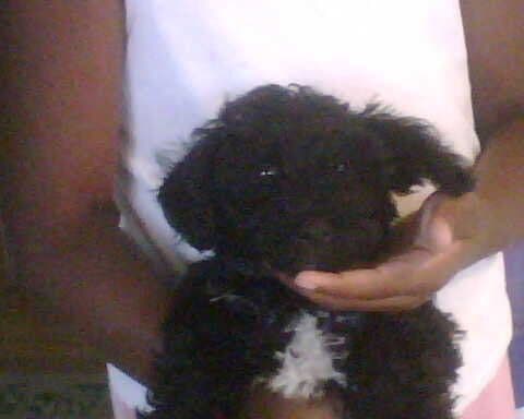 Onyx photo 3