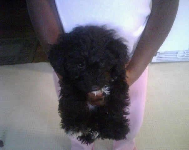 Onyx photo 4