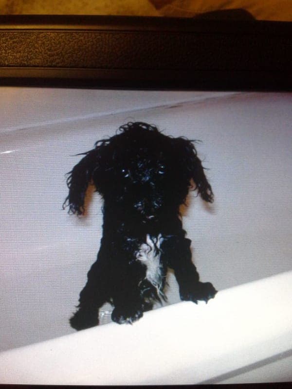 Onyx photo 5