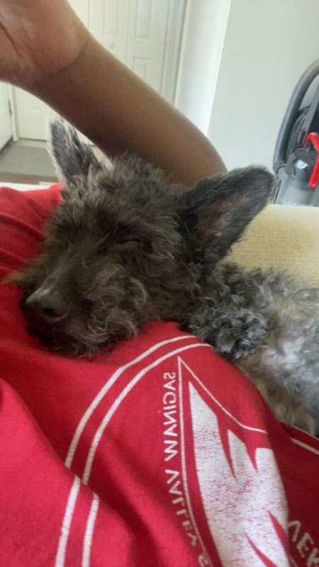 Onyx photo 6