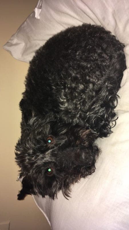 Onyx photo 8
