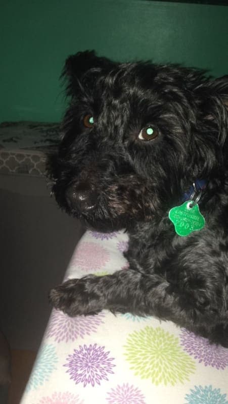 Onyx photo 9
