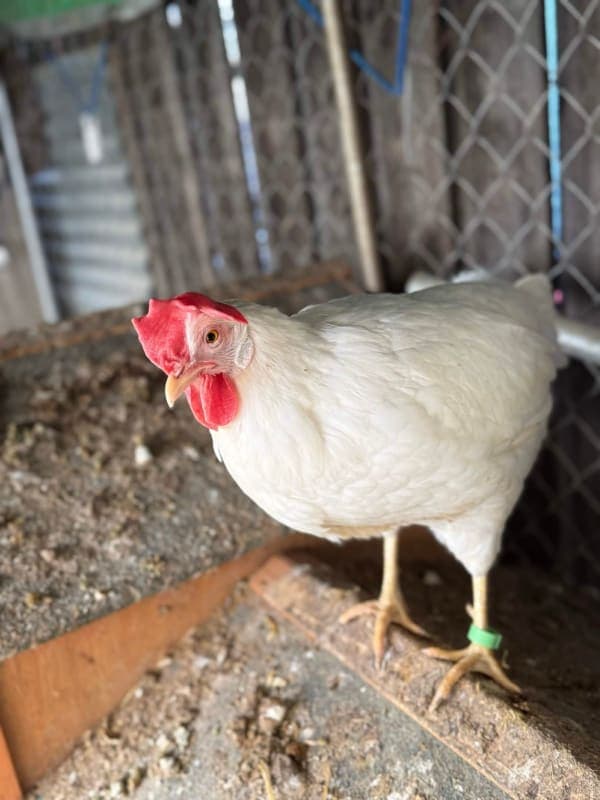 Henrietta