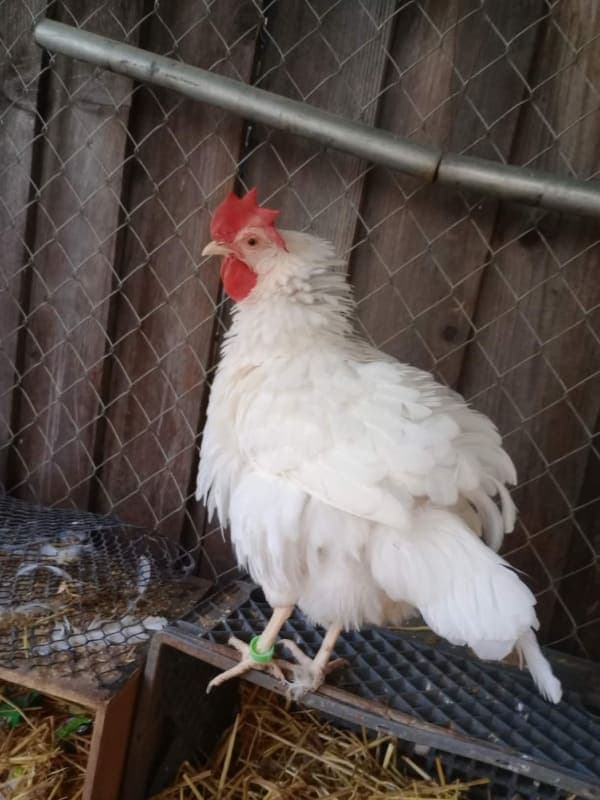 Henrietta photo 4