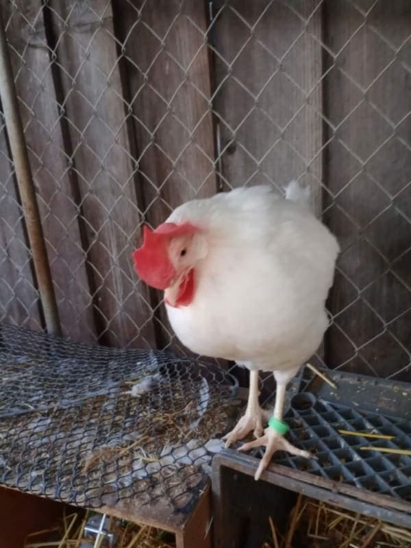 Henrietta photo 5