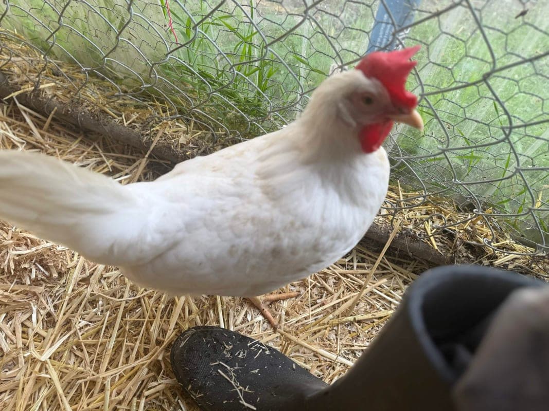 Henrietta photo 7