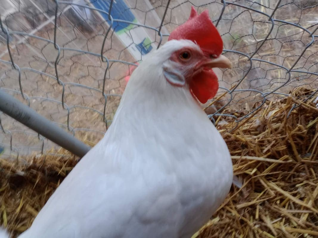 Henrietta photo 10