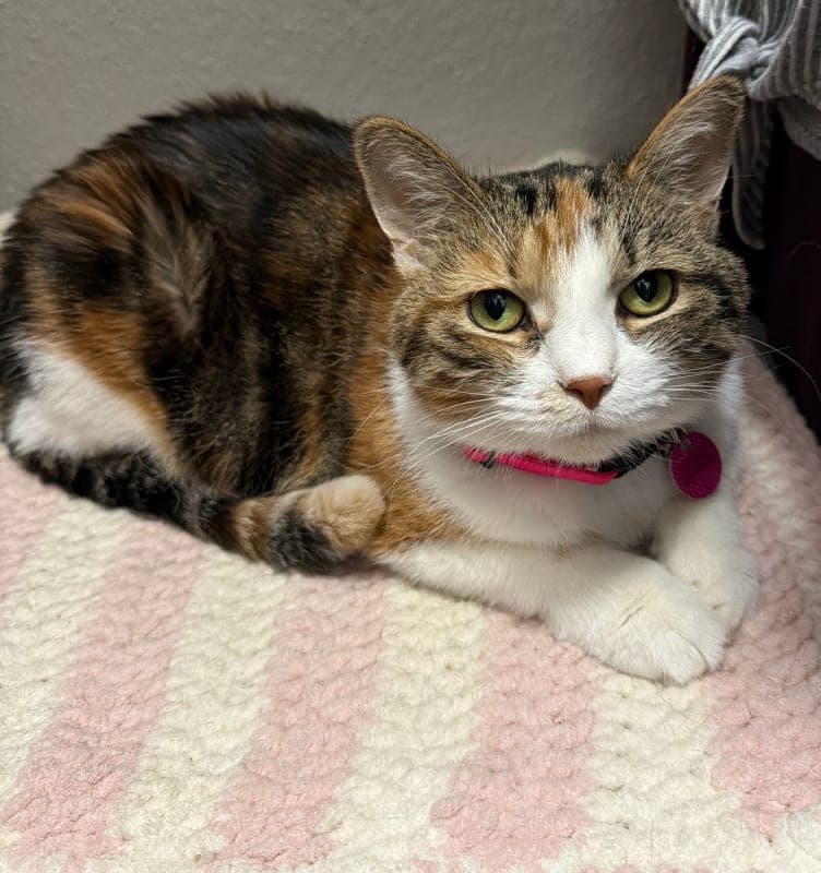 Cora