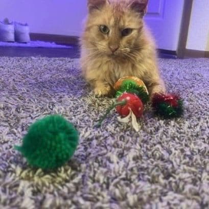Cheese (Garfield) photo 2