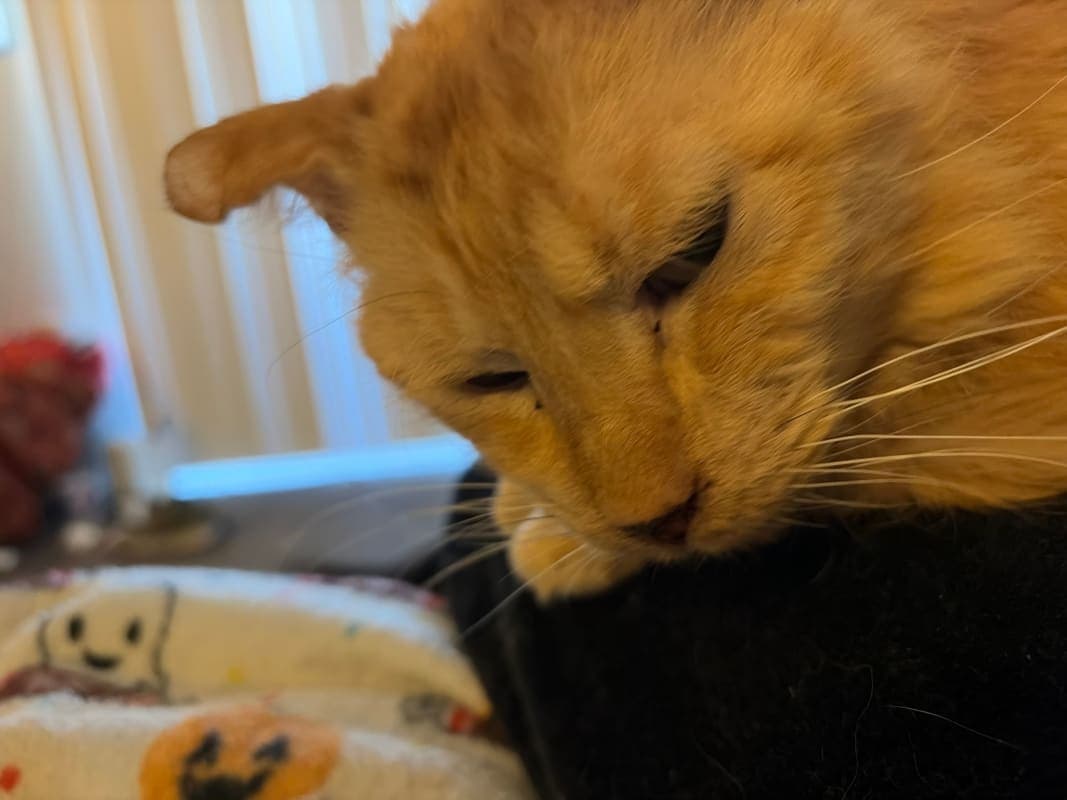 Cheese (Garfield) photo 4