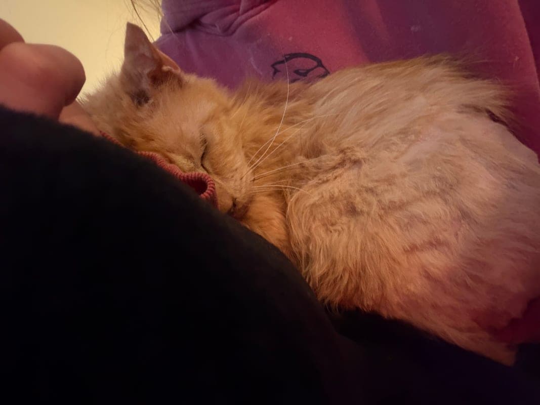 Cheese (Garfield) photo 5
