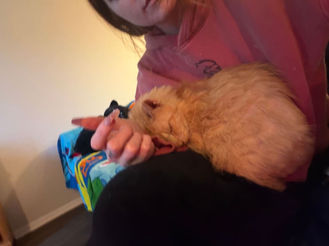Cheese (Garfield) photo 6