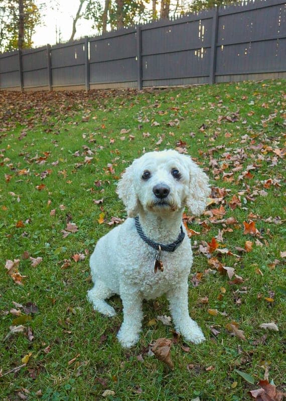 Zoey photo 4