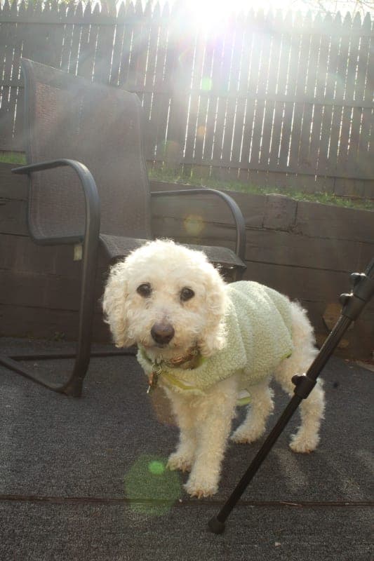 Zoey photo 5