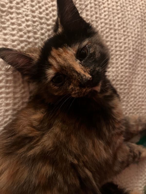 Coco photo 6