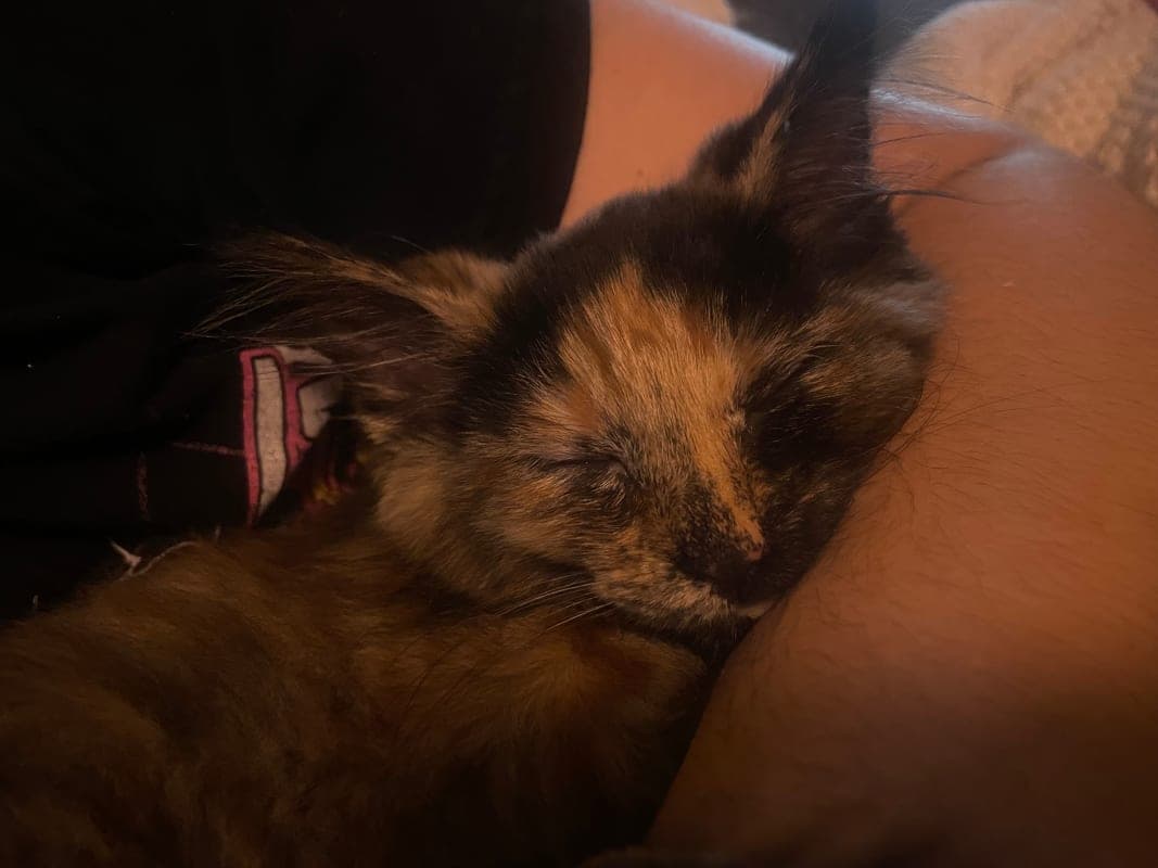 Coco photo 9