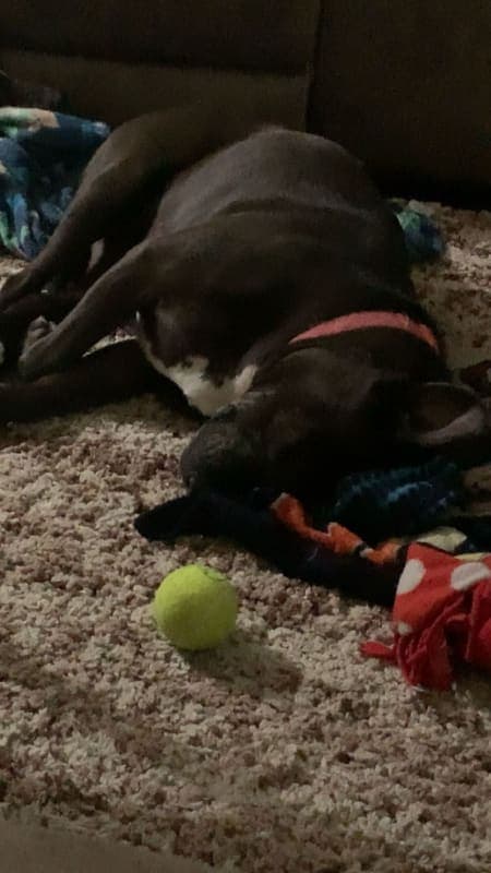 Xena photo 4