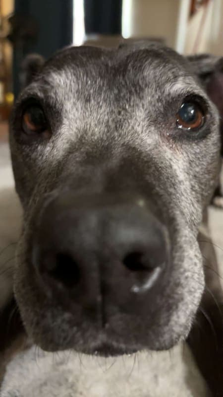 Xena photo 9