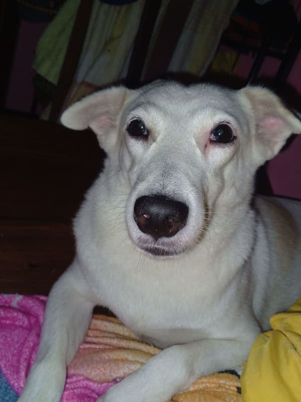 Kopi photo 3