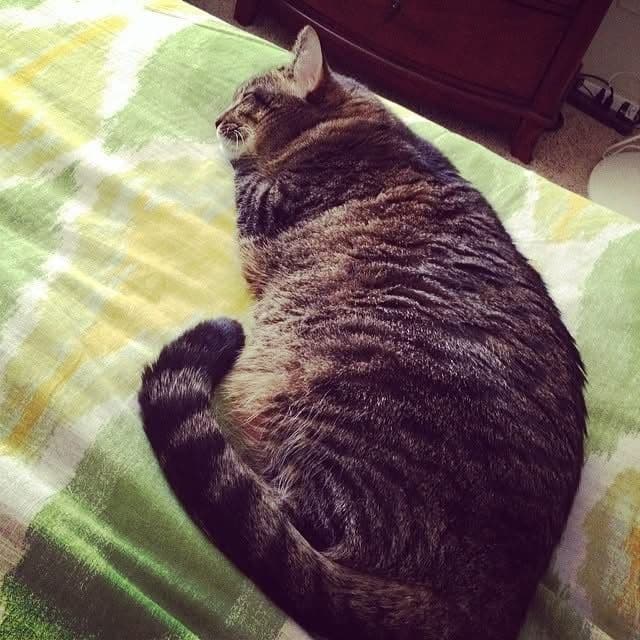 Savannah (Aka Nonners) photo 6