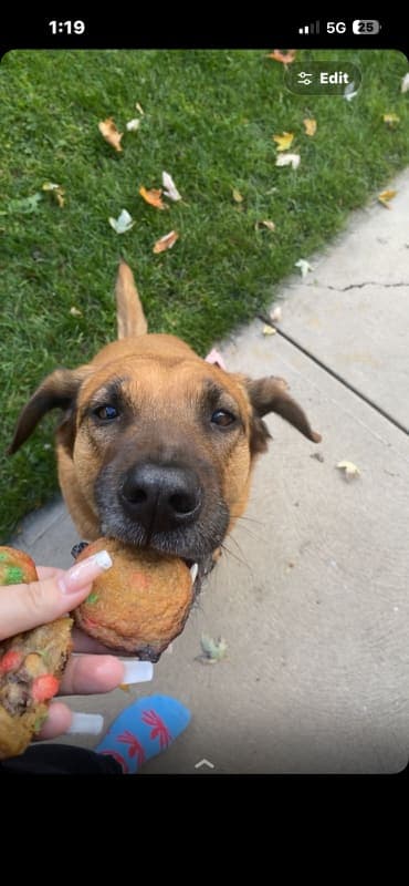 Brownie photo 2
