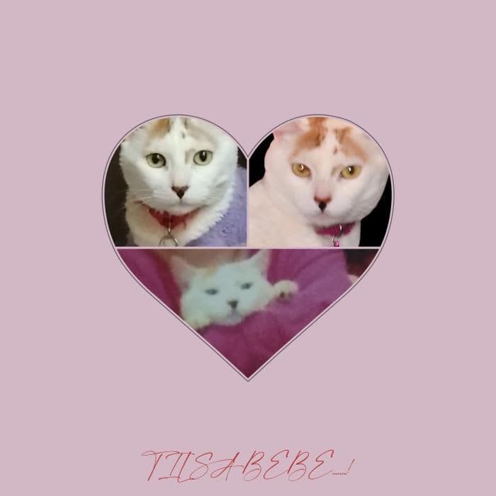 Tilsa