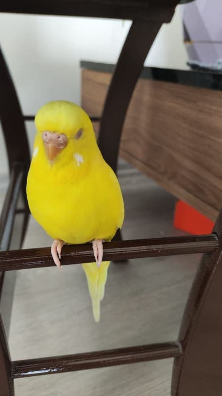 Limon