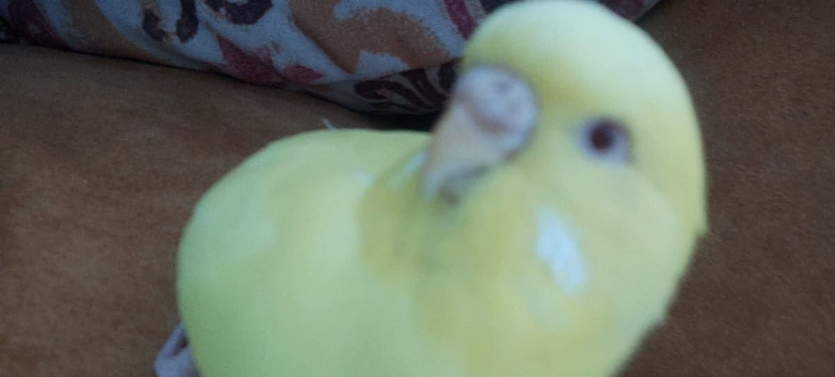 Limon photo 4