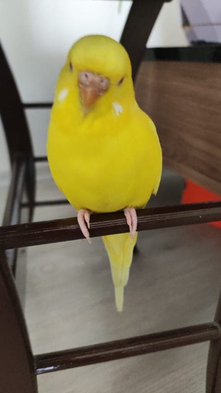 Limon photo 8