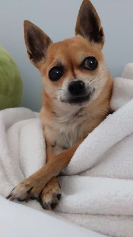 Dixie Belle