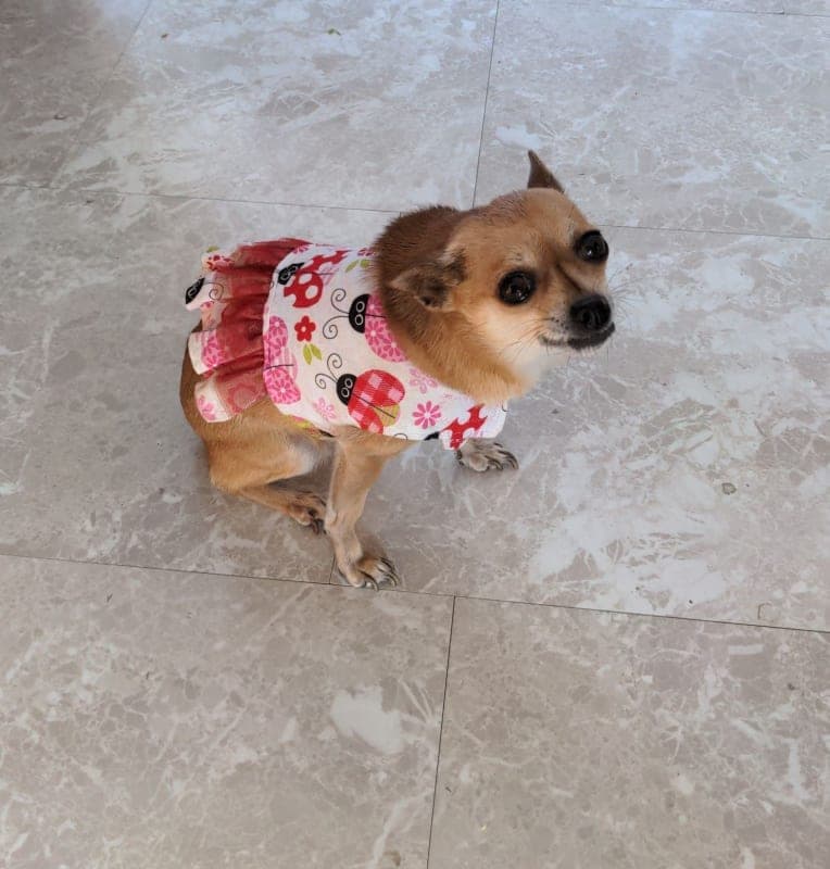 Dixie Belle photo 2