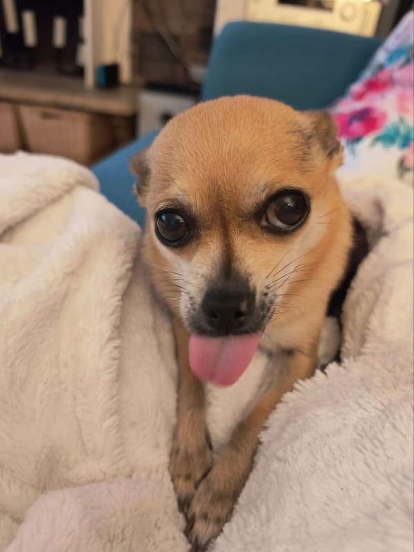 Dixie Belle photo 3