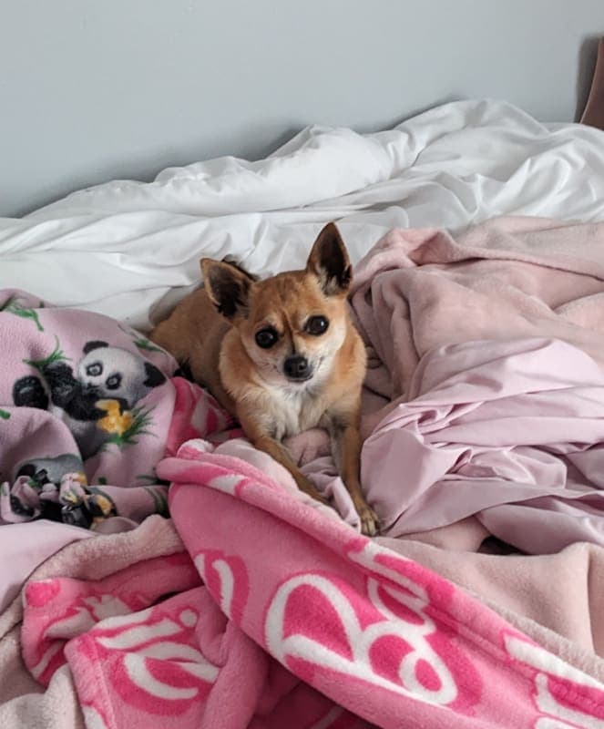 Dixie Belle photo 7