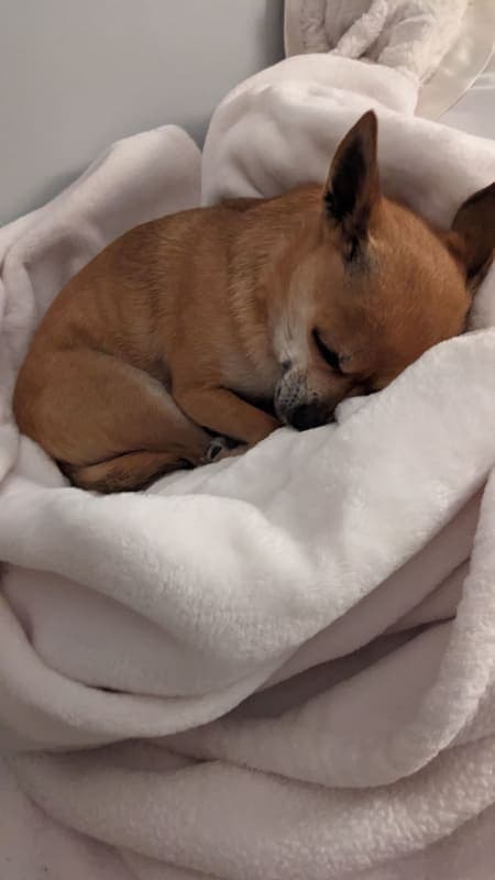 Dixie Belle photo 8