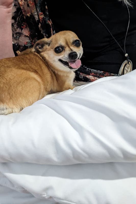 Dixie Belle photo 10