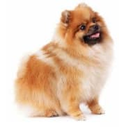 11 photo 4